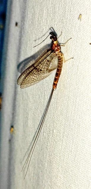 Ephemera lineata