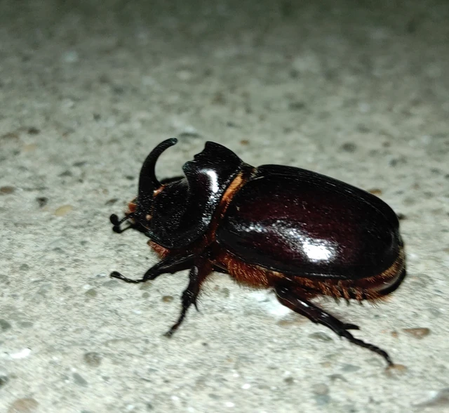 Oryctes nasicornis - orrszarvú bogár