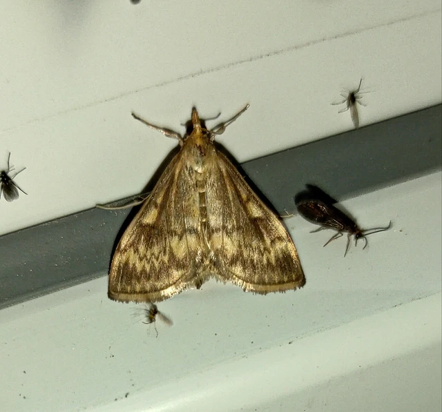 Ostrinia nubilalis - kukoricamoly