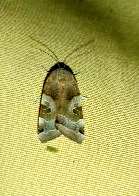 Noctua fimbriata - szélessávú sárgafűbagoly