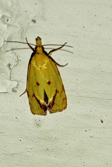 Agapeta hamana - közönséges sárgamoly
