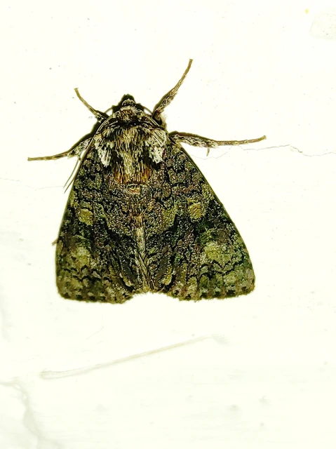 Craniophora ligustri - fagyalbagoly
