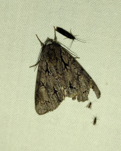 Acronicta cuspis/tridens/psi