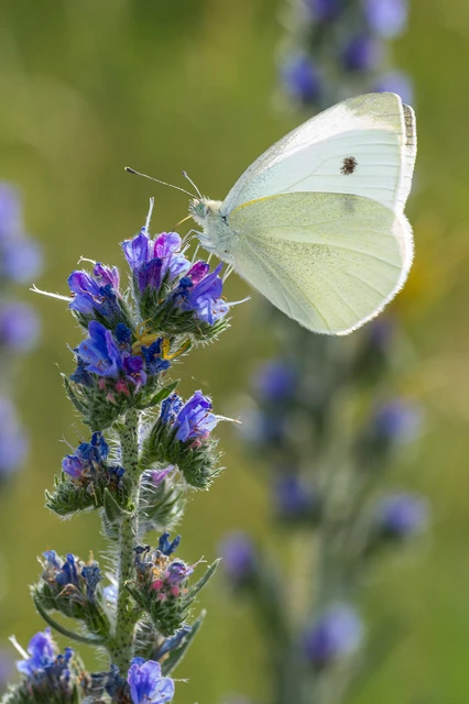 Pieris rapae - répalepke