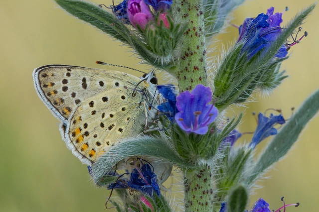 Lycaena tityrus - barna tűzlepke