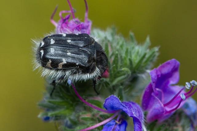 Tropinota hirta - bundás virágbogár