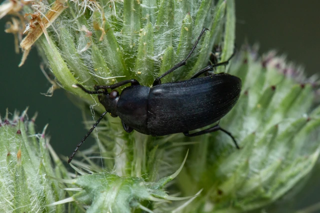Podonta nigrita - szerecsenbogár