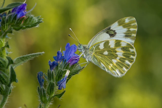 Pontia edusa - rezedalepke
