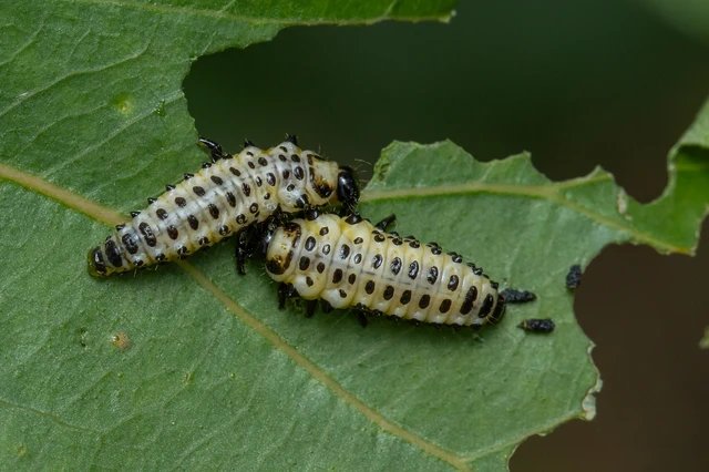 Chrysomela populi - nagy nyárlevelész