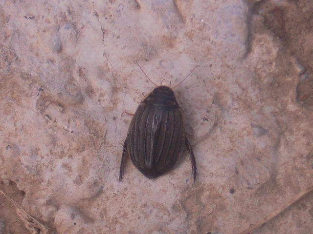 Dytiscidae - csíkbogárfélék