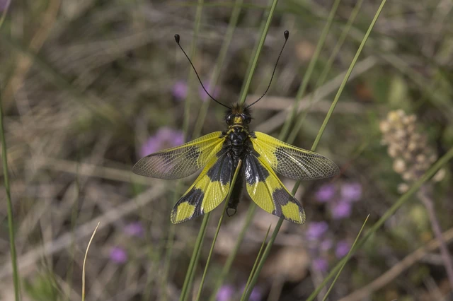 Libelloides macaronius - keleti rablópille