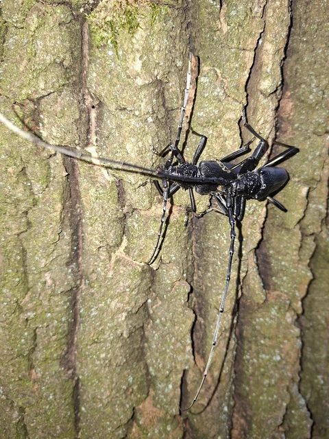Cerambyx cerdo - nagy hőscincér