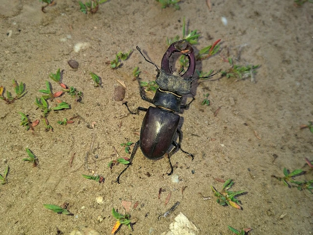 Lucanus cervus - nagy szarvasbogár