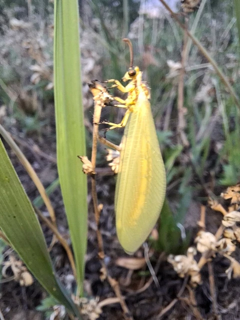 Myrmecaelurus trigrammus - hangyafarkas