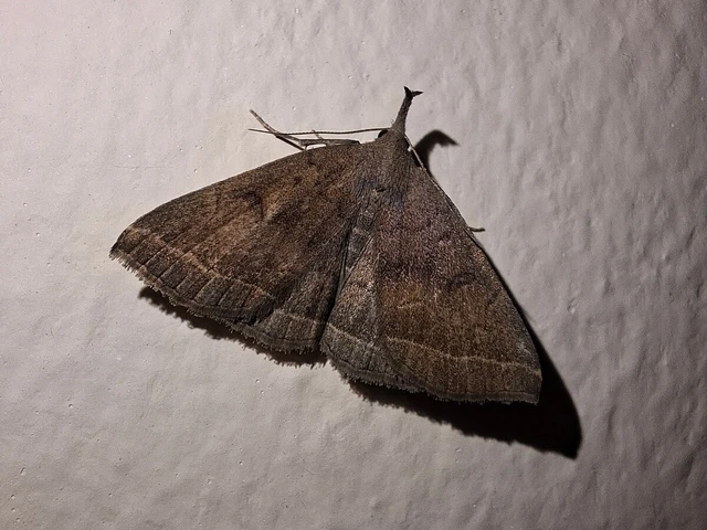Pechipogo plumigeralis - tollascsápú karcsúbagoly