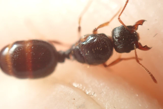 Tetramorium