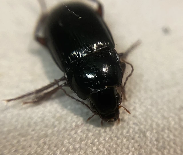 Amara equestris - vastagszegélyű közfutó Amara equestris - vastagszegélyű közfutó
