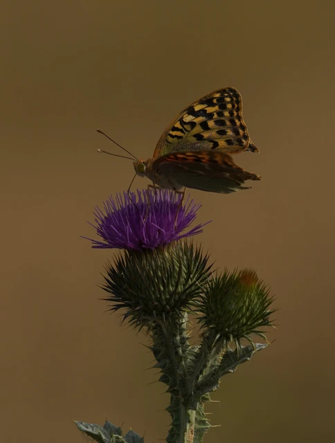 Argynnis pandora - zöldes gyöngyházlepke