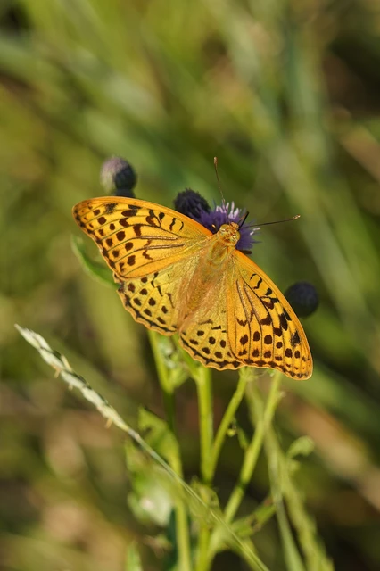 Argynnis pandora - zöldes gyöngyházlepke