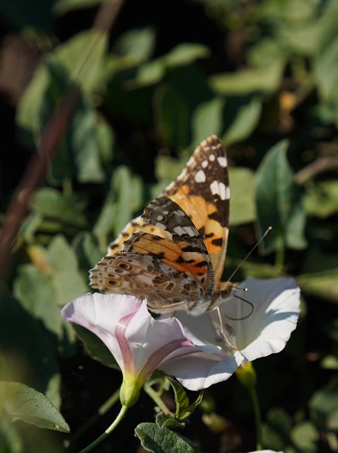 Vanessa cardui - bogáncslepke