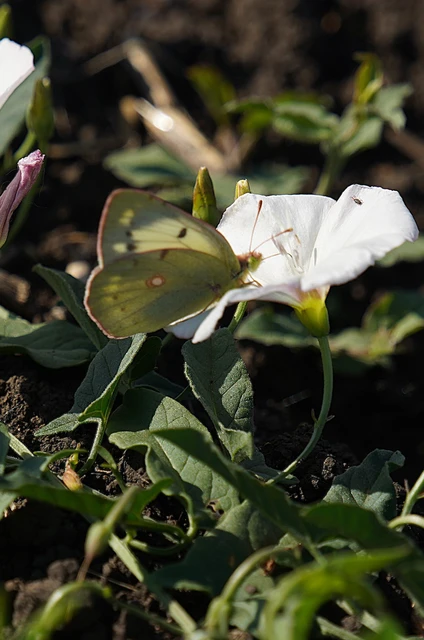 Colias croceus - sáfránylepke