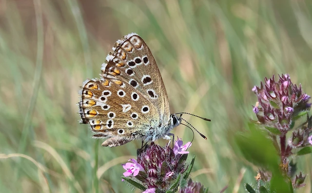Polyommatus bellargus - égszínű boglárka