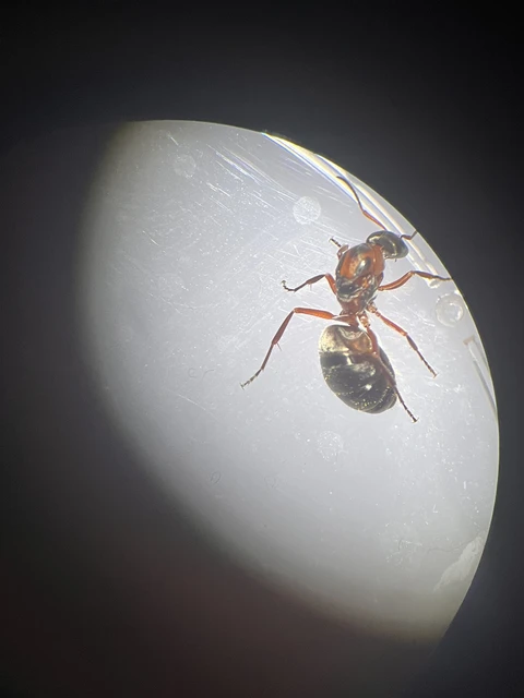 Formica rufibarbis - vörös rabszolgahangya