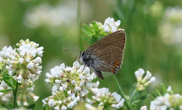 Satyrium acaciae - akác-csücsköslepke