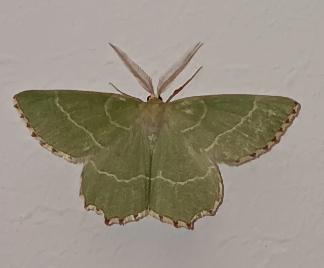 Thalera fimbrialis - csipkésszélű zöldaraszoló