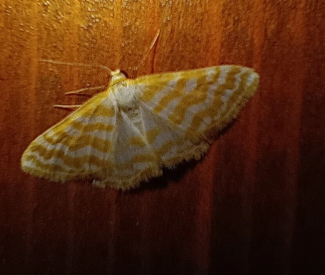 Idaea sericeata - selymes sávosaraszoló