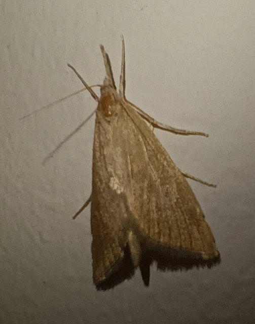 Pseudobissetia terrestrellus - kukorica-fúrómoly