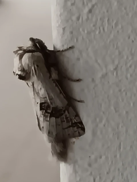 Parahypopta caestrum - spárgalepke