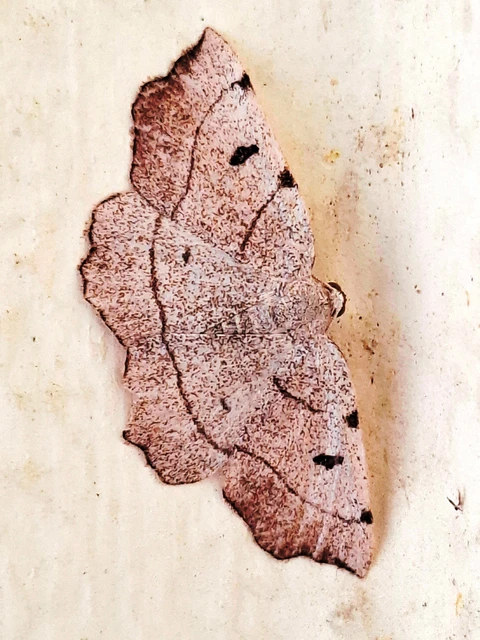 Eilicrinia trinotata - háromjegyű araszoló