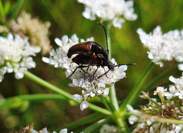 Pseudovadonia livida - barnás virágcincér