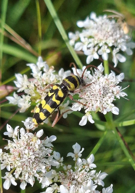 Echinocerus floralis - lucerna-darázscincér
