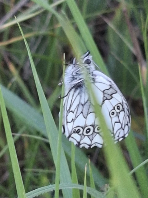 Melanargia galathea - sakktáblalepke