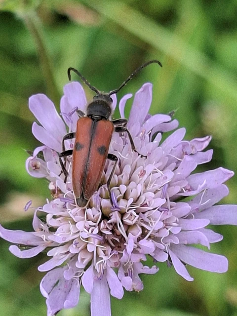 Vadonia unipunctata - kétpettyes virágcincér