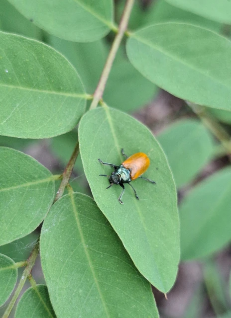 Labidostomis