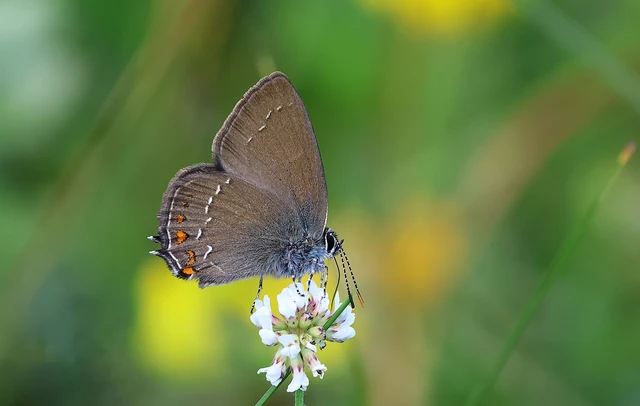 Satyrium ilicis - tölgyfa-csücsköslepke