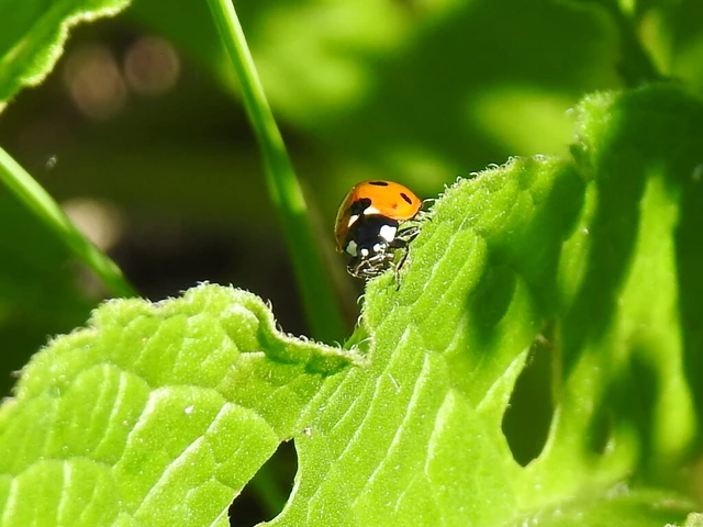 Coccinella septempunctata - hétpettyes katica