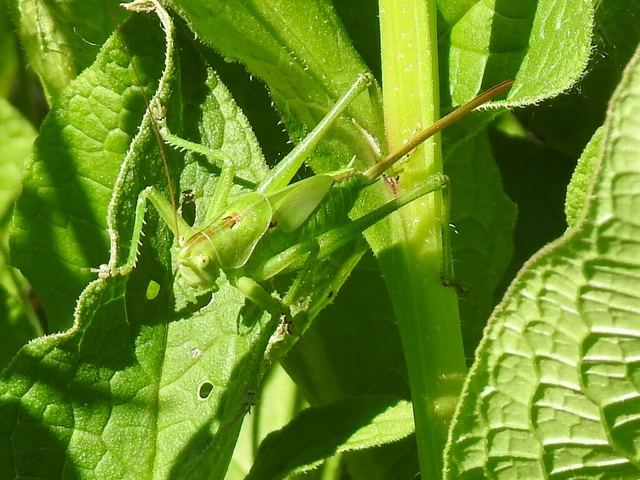 Tettigonia viridissima - zöld lombszöcske
