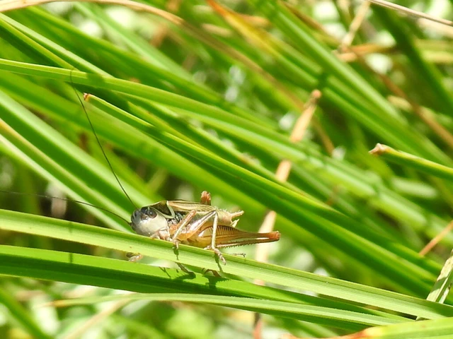 Roeseliana roeselii - Rösel-rétiszöcske