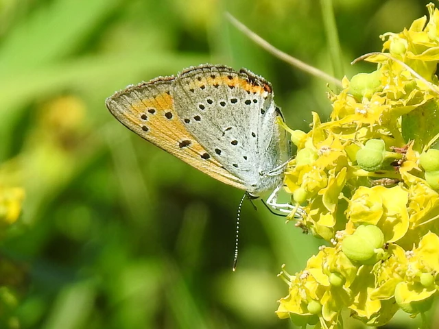 Lycaena dispar rutilus - nagy tűzlepke