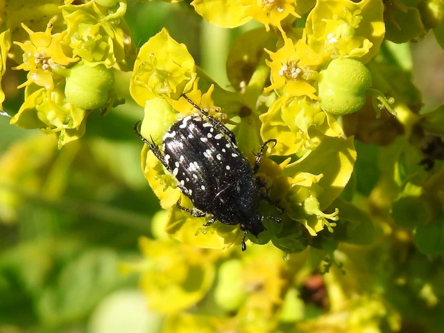Oxythyrea funesta - sokpettyes virágbogár