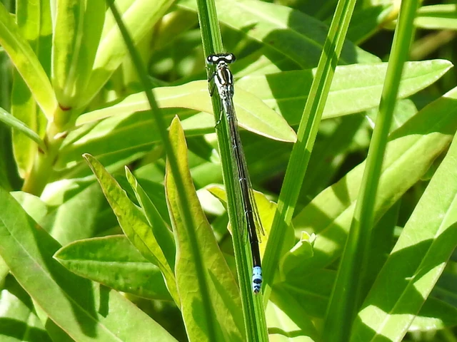 Coenagrion pulchellum - karcsú légivadász
