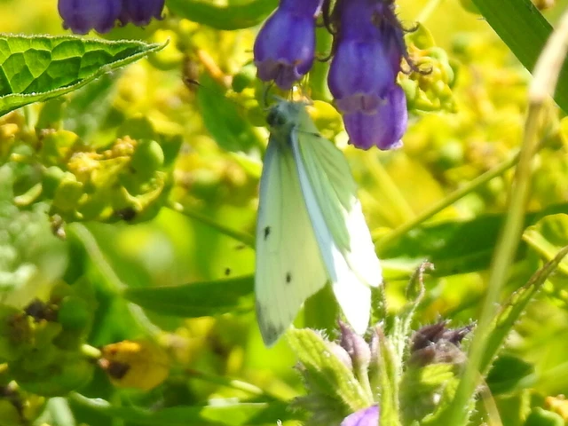 Pieris napi - repcelepke