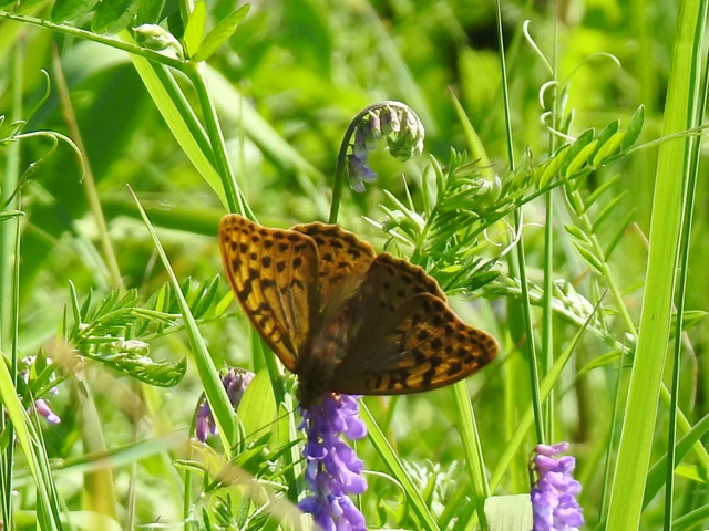 Argynnis pandora - zöldes gyöngyházlepke