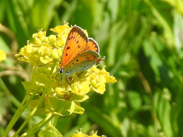 Lycaena dispar rutilus - nagy tűzlepke