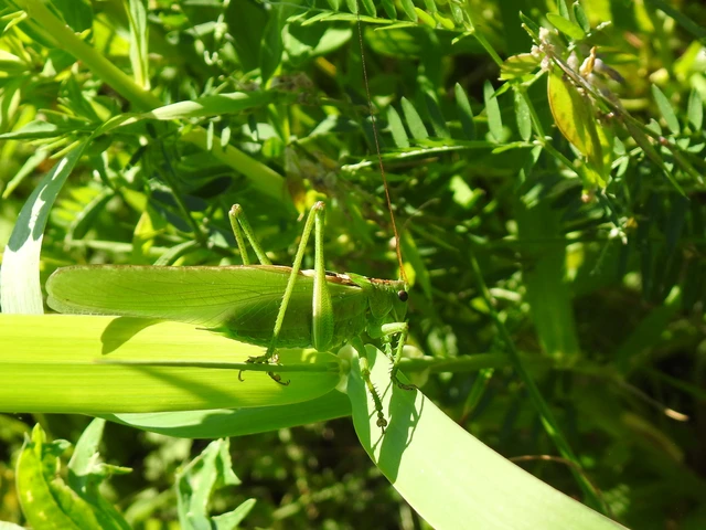 Tettigonia viridissima - zöld lombszöcske Tettigonia viridissima - zöld lombszöcske