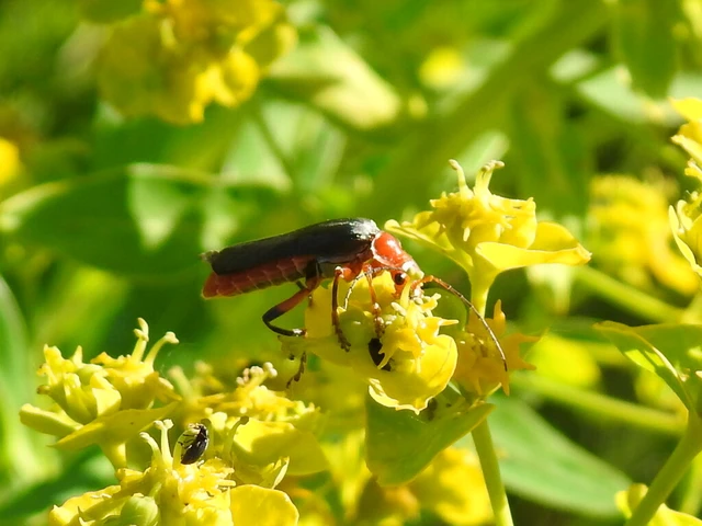 Cantharis livida - mezei lágybogár